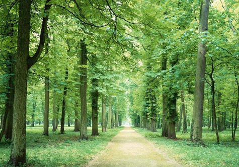 仟億達(dá)碳交易，讓林農(nóng)愛(ài)上植樹(shù)“賣(mài)空氣”